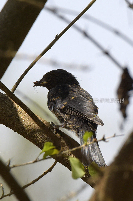 White-browed Robin-Chat